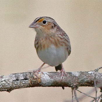 Grasshopper Sparrow