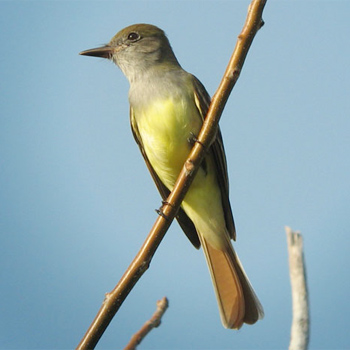 Great Crested Flycatcher