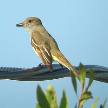 Great Crested Flycatcher