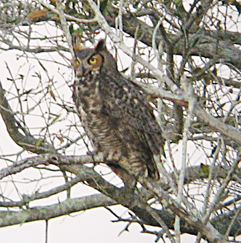 Great Horned Owl