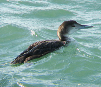 Common Loon