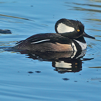 Hooded Merganser
