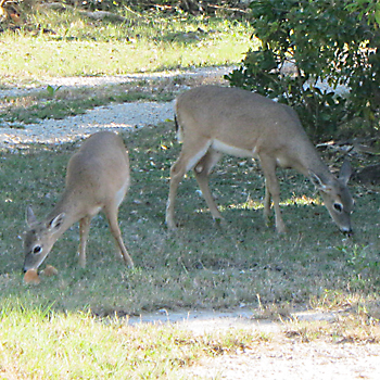 Key (White-tailed) Deer
