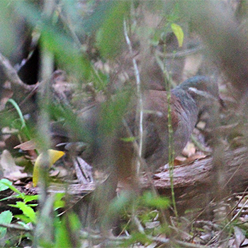 Key West Quail-dove