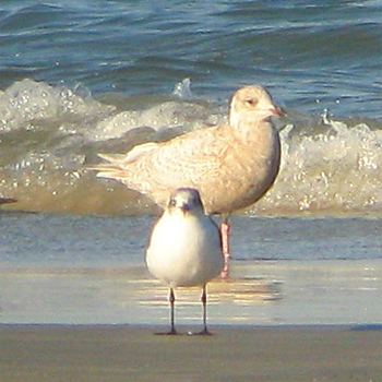 Iceland (Kumlien's) Gull (and Laughing Gull)