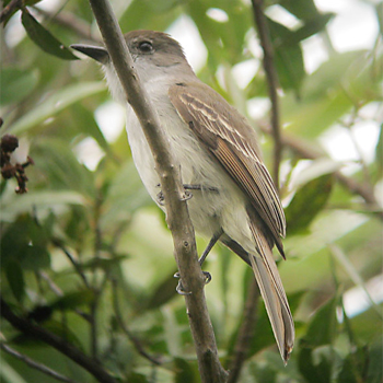 La Sagra's Flycatcher