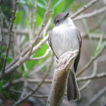 La Sagra's Flycatcher