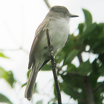 La Sagra's Flycatcher