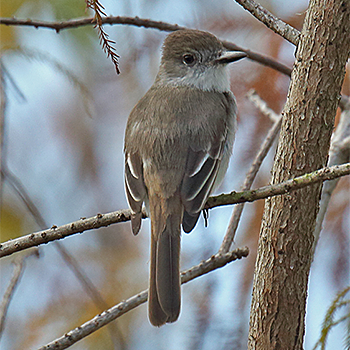 La Sagra's Flycatcher