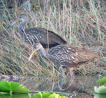 Limpkins
