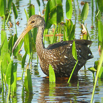 Limpkin
