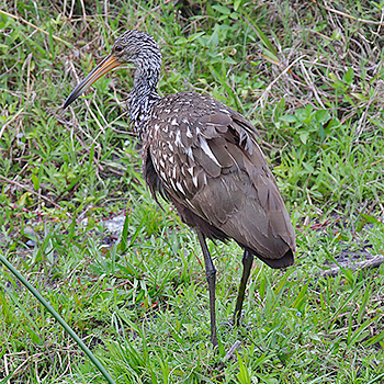 Limpkin