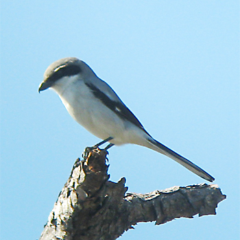 Loggerhead Shrike