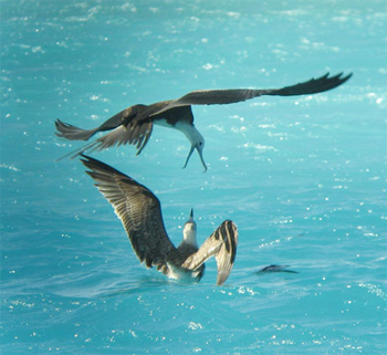 Magnificent Frigatebird and Great Black-backed Gull