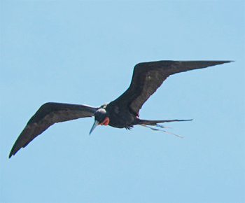 Magnificent Frigatebird