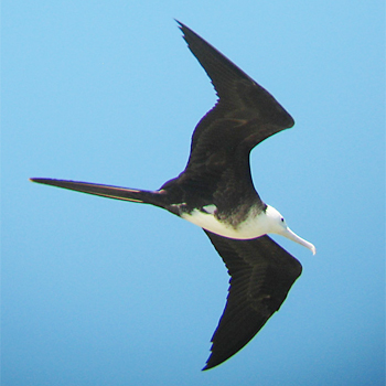 Magnificent Frigatebird