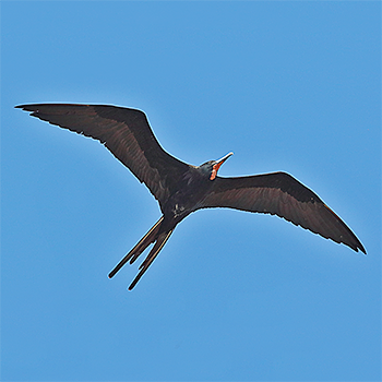 Magnificent Frigatebird