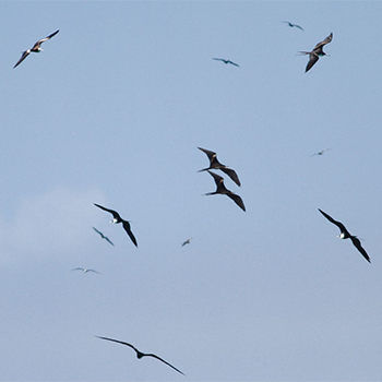 Magnificent Frigatebirds