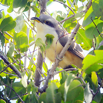 Mangrove Cuckoo