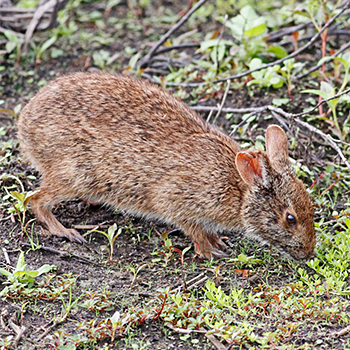 Marsh Rabbit