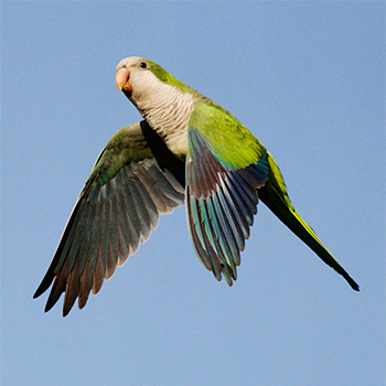 Monk Parakeet