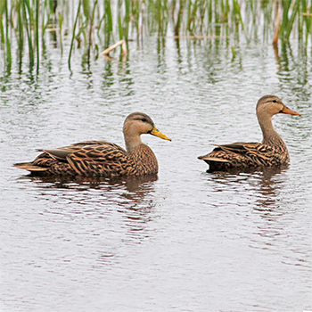 Mottled Ducks