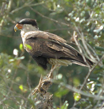 Crested Caracara