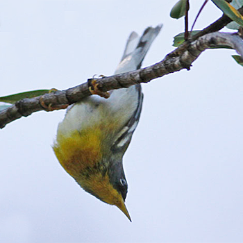 Northern Parula