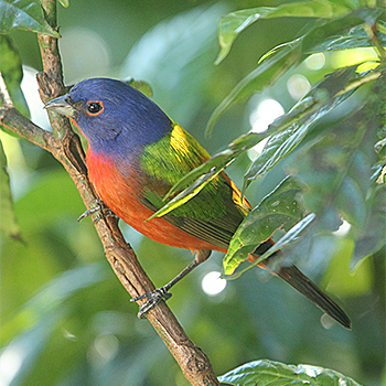 Painted Bunting