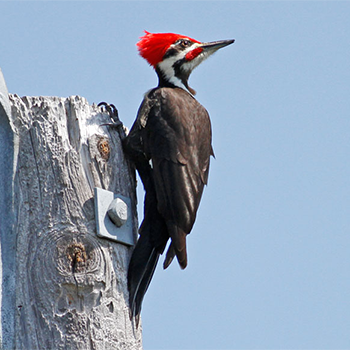 Pileated Woodpecker