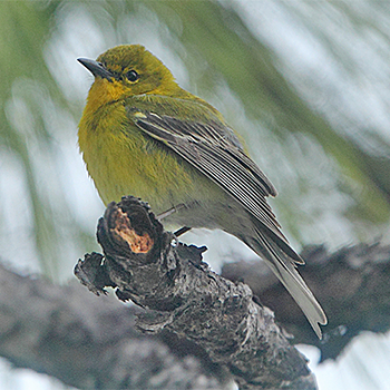 Pine Warbler