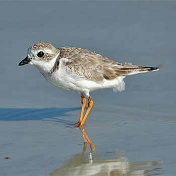 Piping Plover