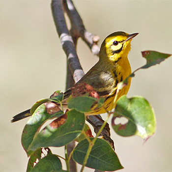 Prairie Warbler