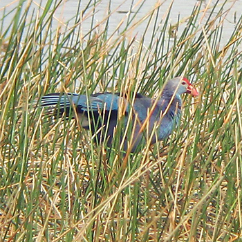 Purple Swamphen