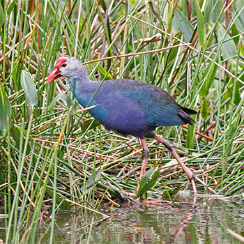 Purple Swamphen