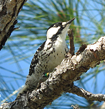 Red-cockaded Woodpecker