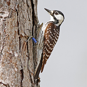 Red-cockaded Woodpecker
