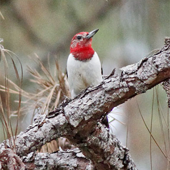 Red-headed Woodpecker