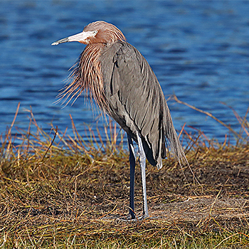 Reddish Egret