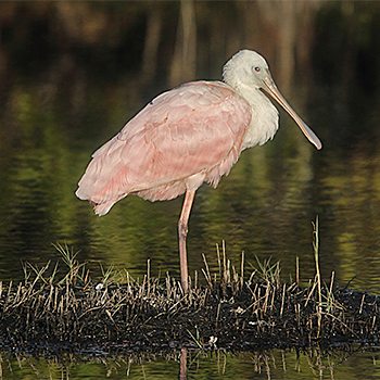 Roseate Spoonbill