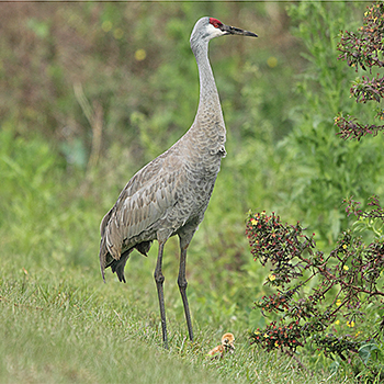 Sandhill Crane