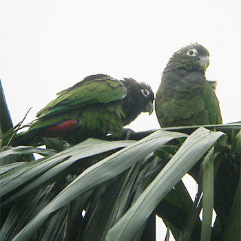 Scaly-headed Parrots