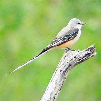 Scissor-tailed Flycatcher