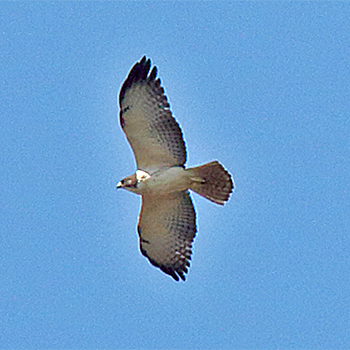 Short-tailed Hawk