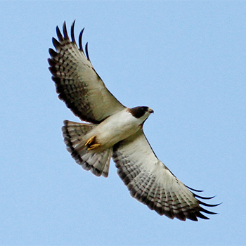 Short-tailed Hawk