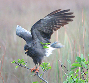 Snail Kite