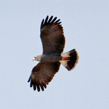 Snail Kite