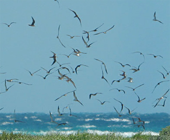 Sooty Terns