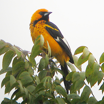 Spot-breasted Oriole