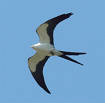 Swallow-tailed Kite